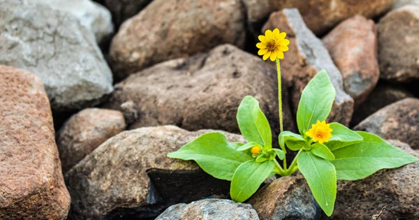 A small yellow flower with bright green leaves is growing from a pile of rocks